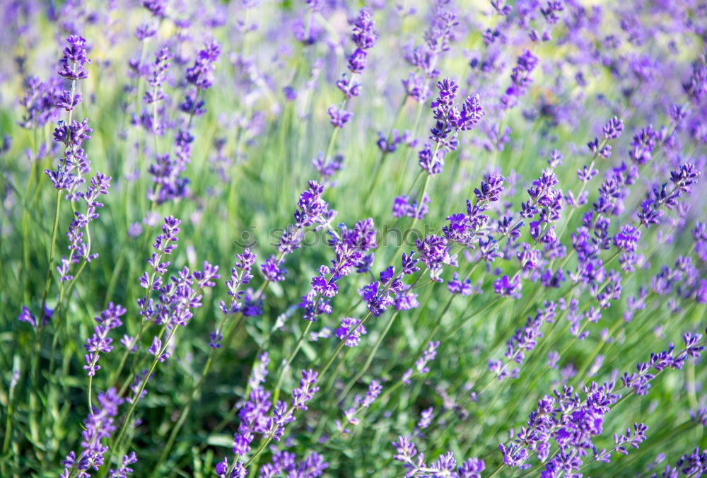 Similar – Wolf in purple II Plant