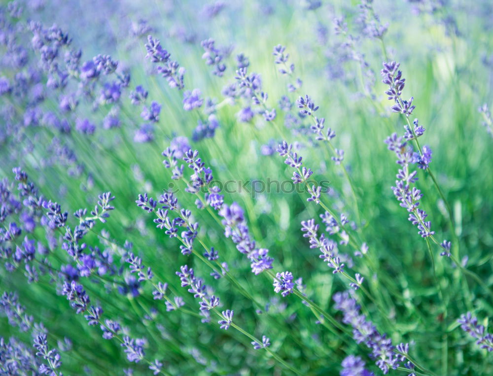 Similar – Wolf in purple II Plant