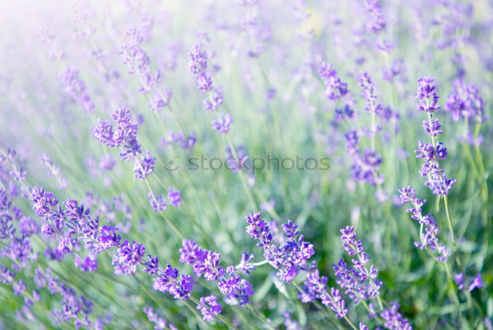 Similar – Wolf in purple II Plant