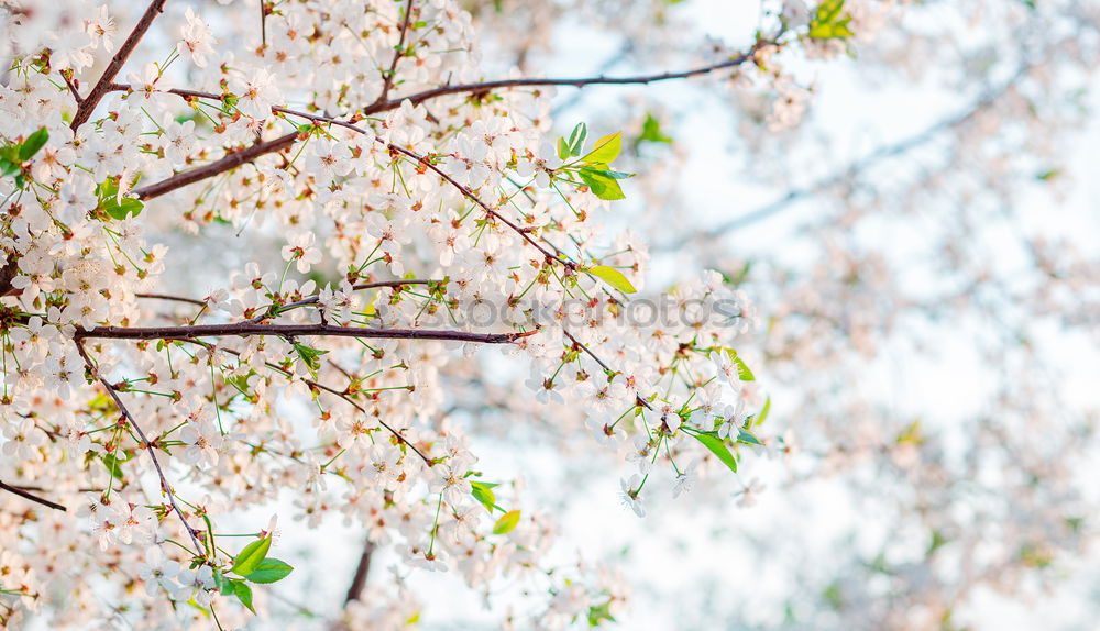 Similar – Birke im Frühling | Goldregen