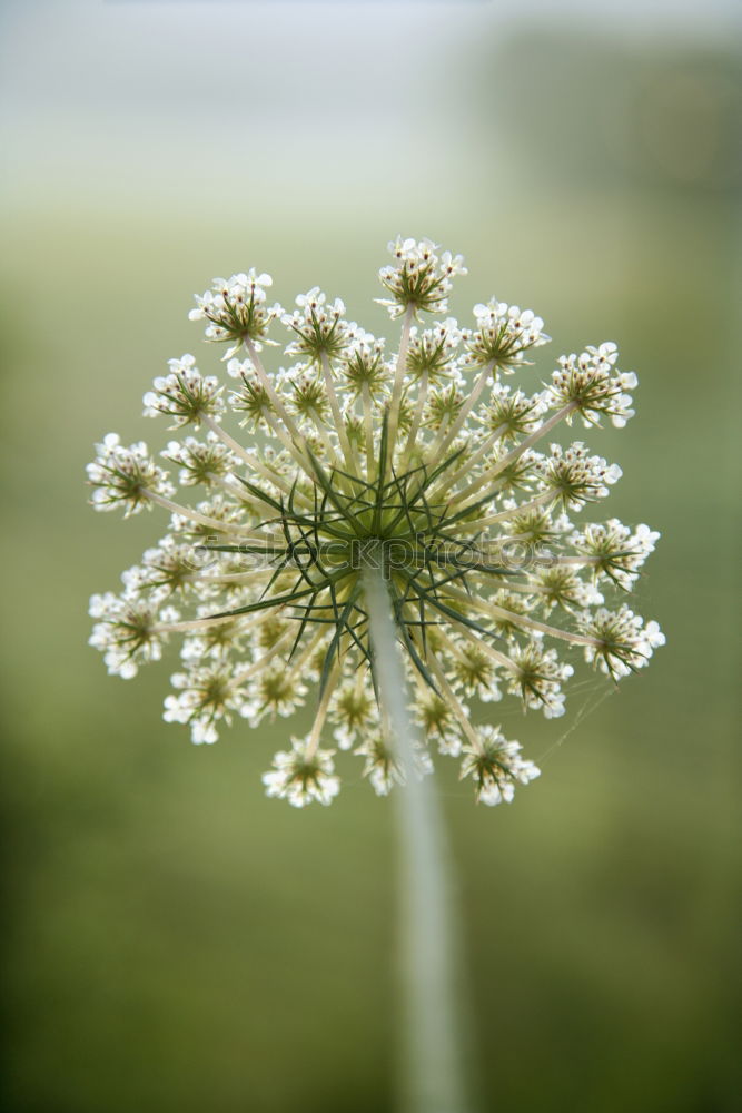 Similar – Image, Stock Photo of all good things are two