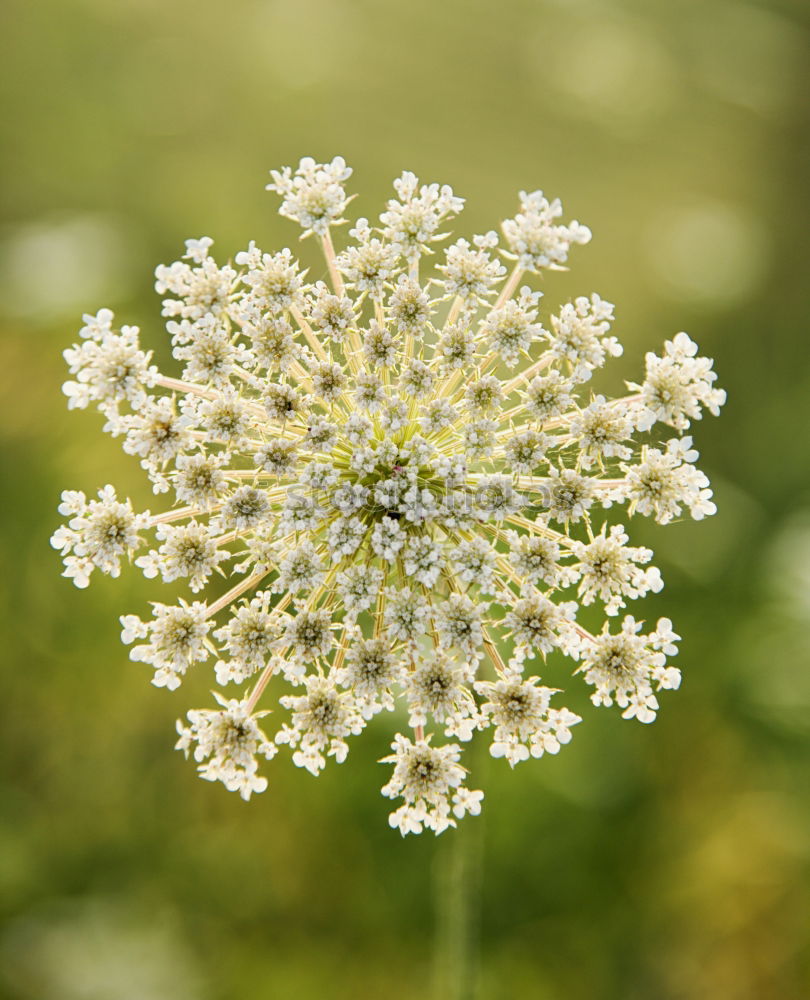Similar – Foto Bild feuerwerk Blume grün klein