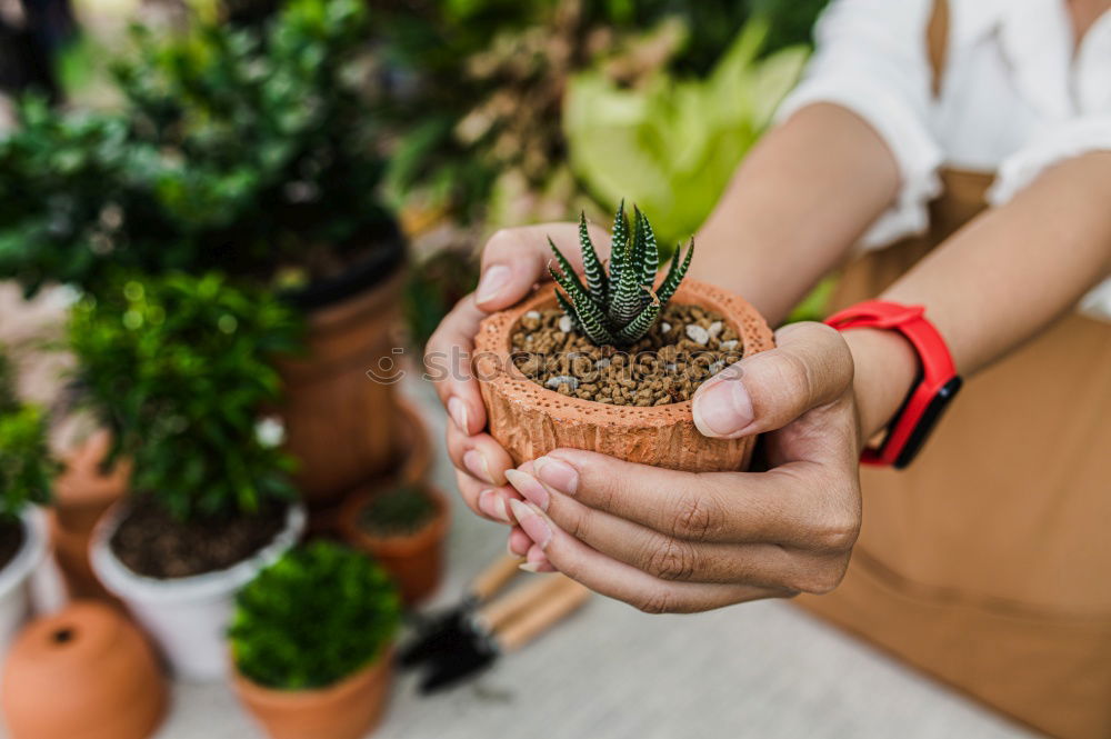 Similar – Image, Stock Photo Woman’s hands transplanting plant.