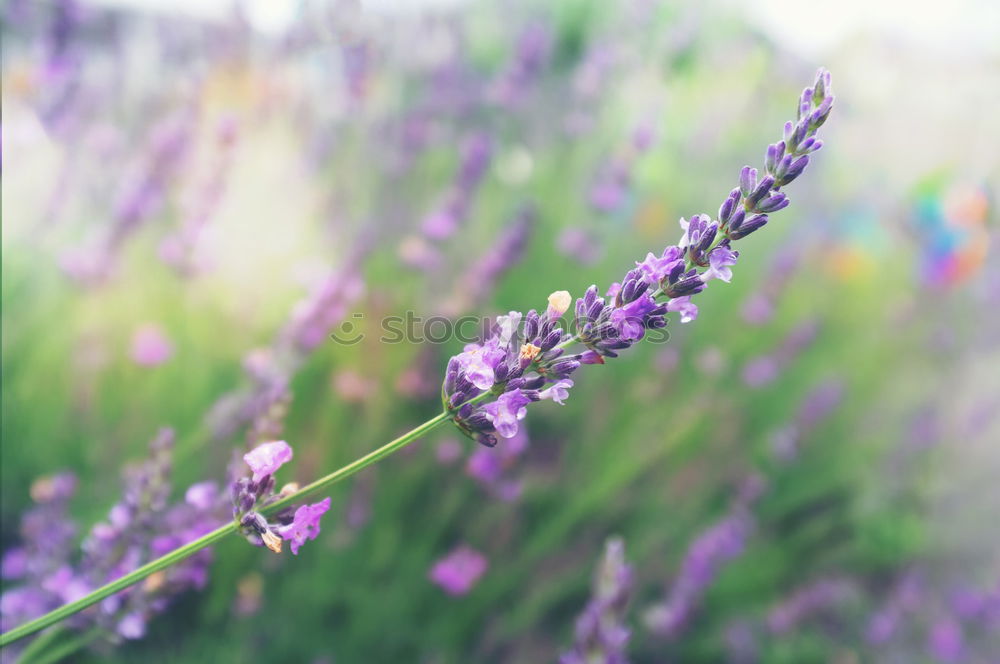 Similar – Salvia Flower Environment