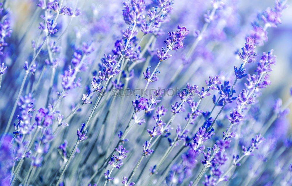 Similar – Traubenhyazinthe blau-violett blühende Blumen in einem Garten