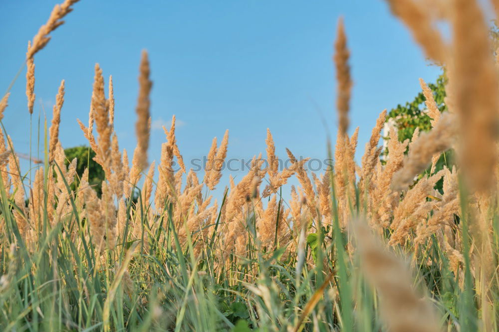 Similar – meadow Grass Meadow Summer