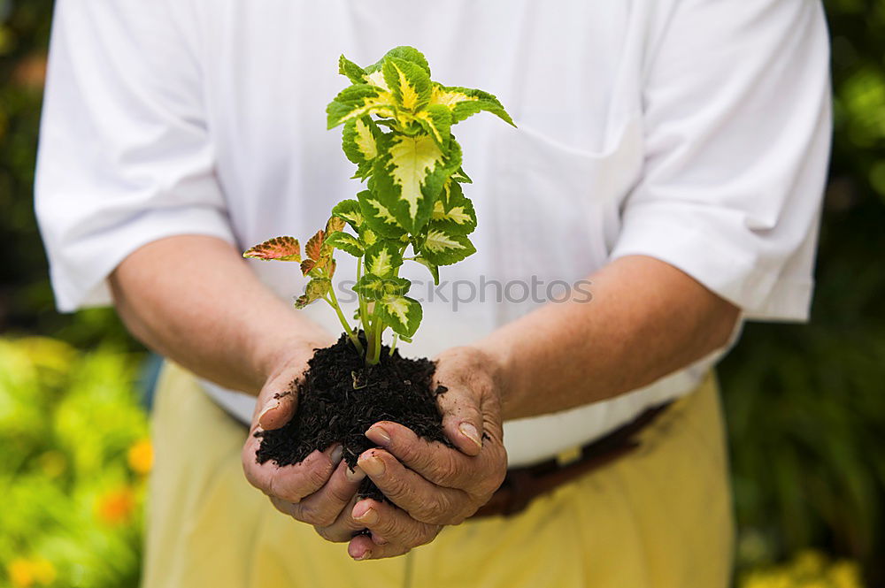 Similar – Image, Stock Photo Binding a bouquet of garden flowers