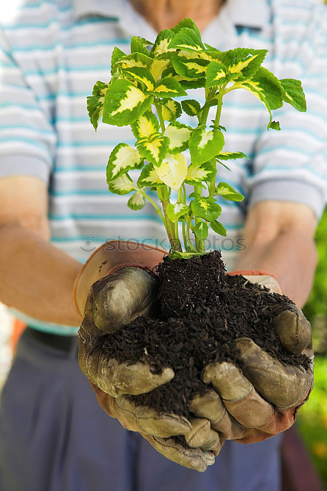 Similar – Picking radishes in the garden.