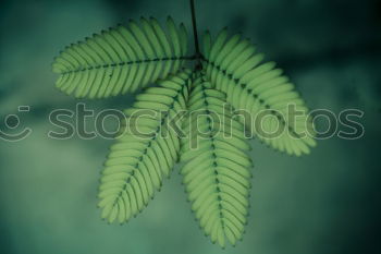 Similar – Image, Stock Photo grow and prosper leaf by leaf.