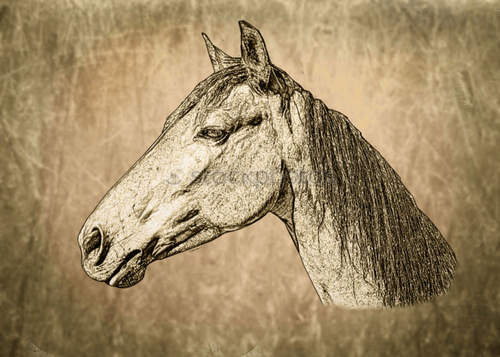 Similar – face of heinrich Horse