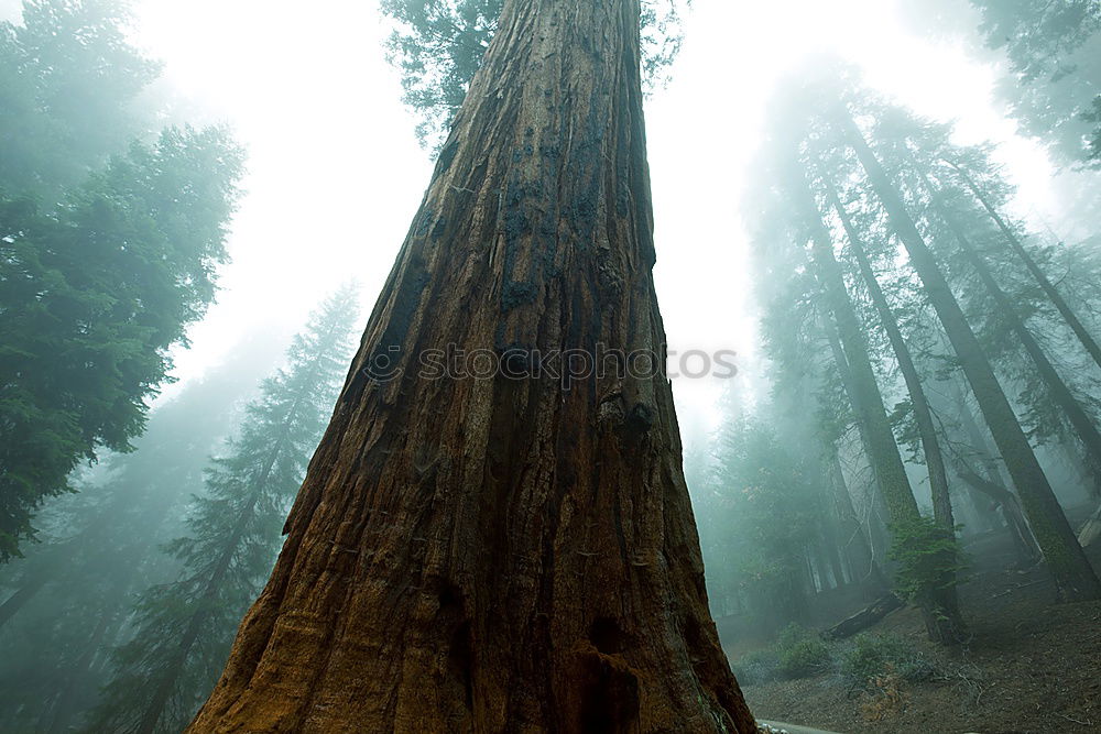 Similar – Image, Stock Photo live on solid ground