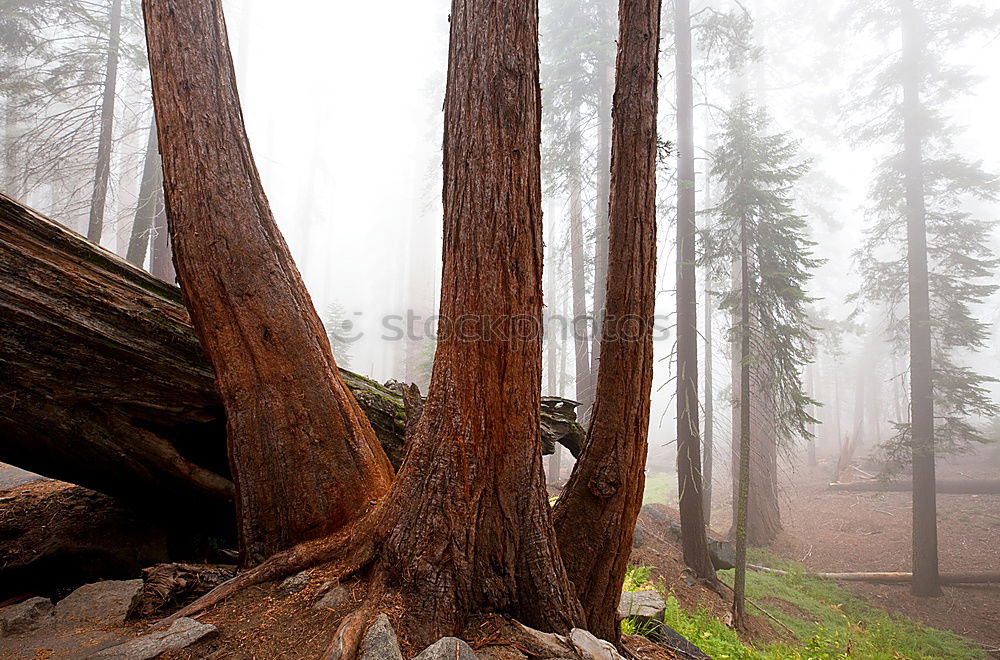 Similar – Image, Stock Photo live on solid ground
