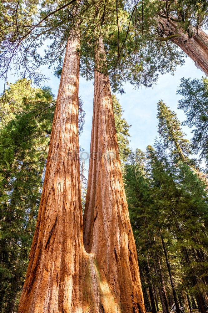 Similar – Image, Stock Photo ascent Environment Nature