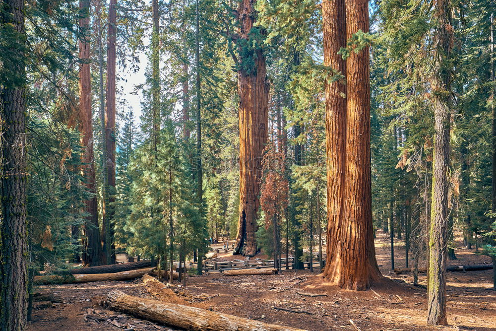 Similar – Yosemite Tree Forest