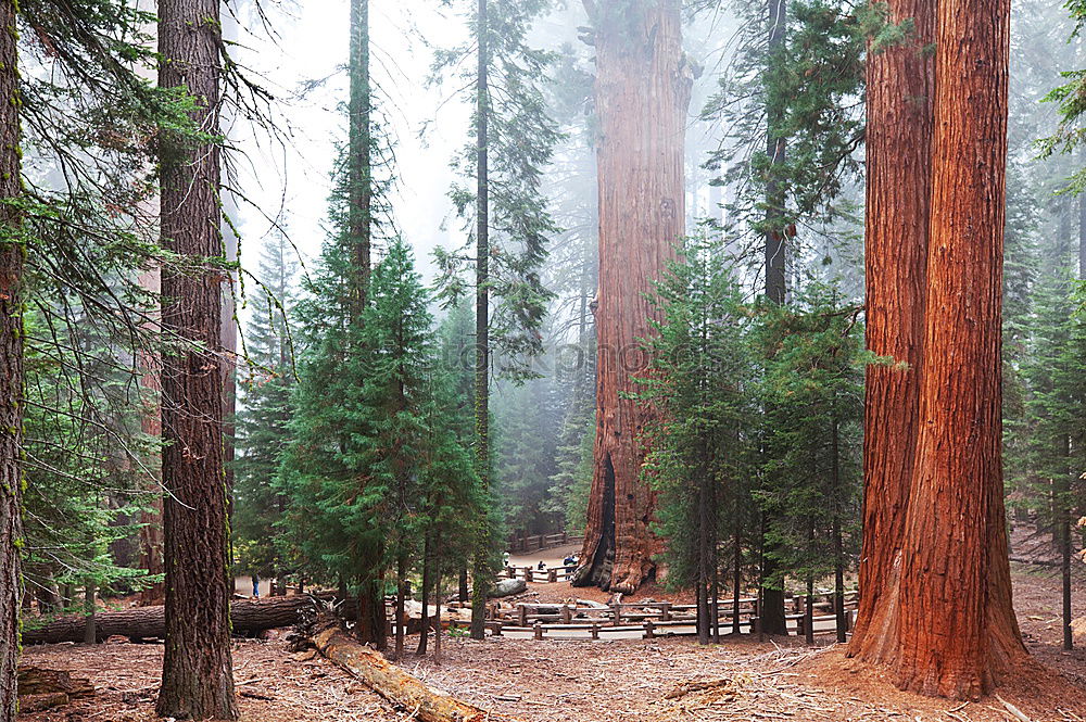 Similar – Yosemite Tree Forest