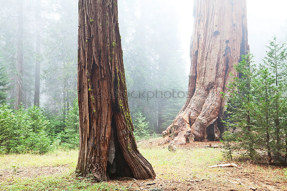 Similar – Image, Stock Photo Man, is the big…
