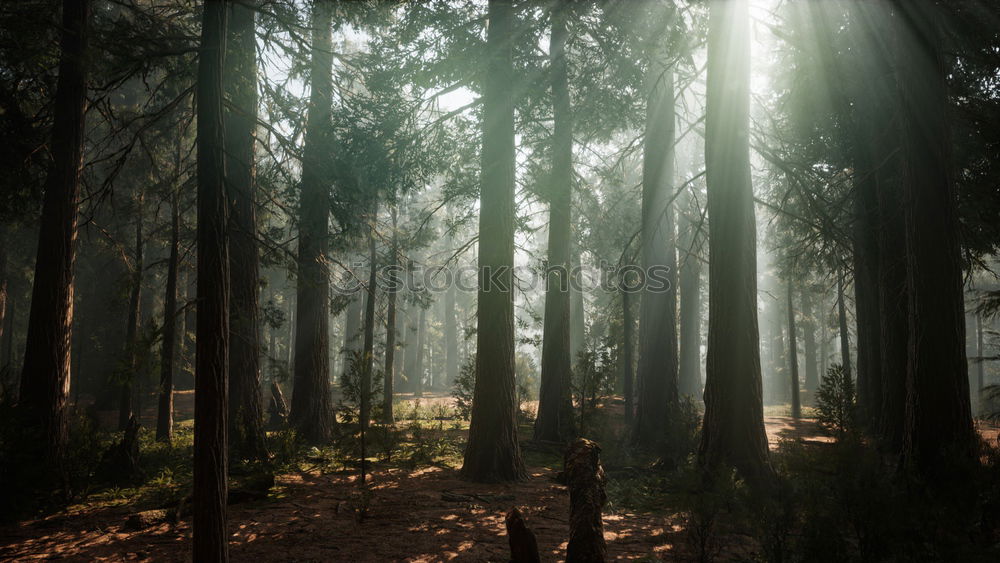 Similar – Image, Stock Photo Morning sun shines through the trees