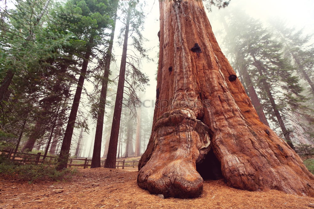 Image, Stock Photo live on solid ground