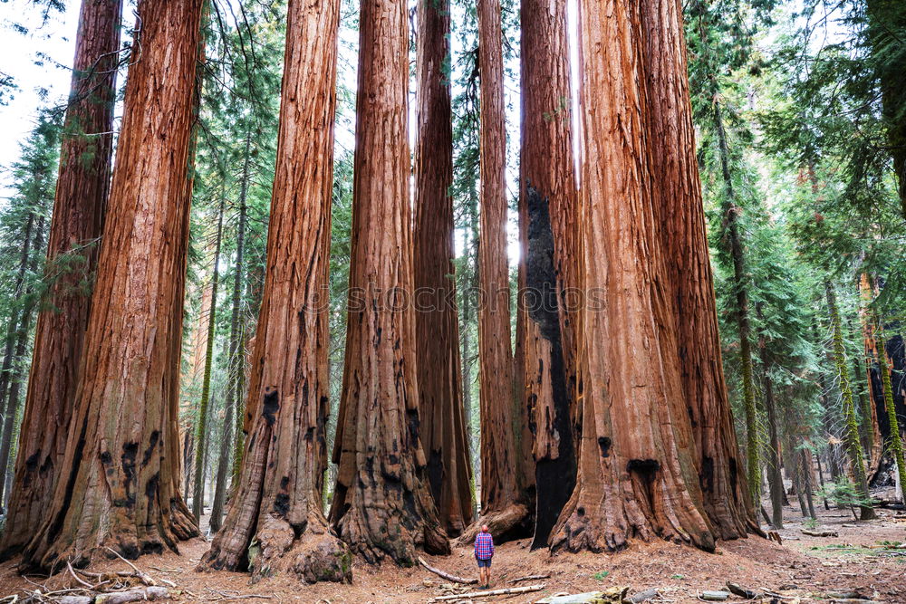 Similar – Image, Stock Photo survival Vacation & Travel