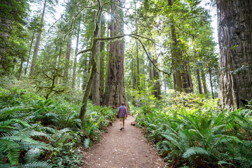 Similar – Image, Stock Photo Man among huge trees and sunlight