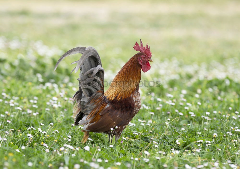 Similar – hen looking at the camera