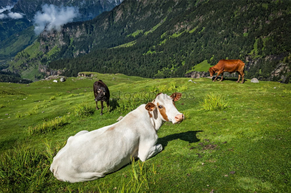 Schönes Eselleben