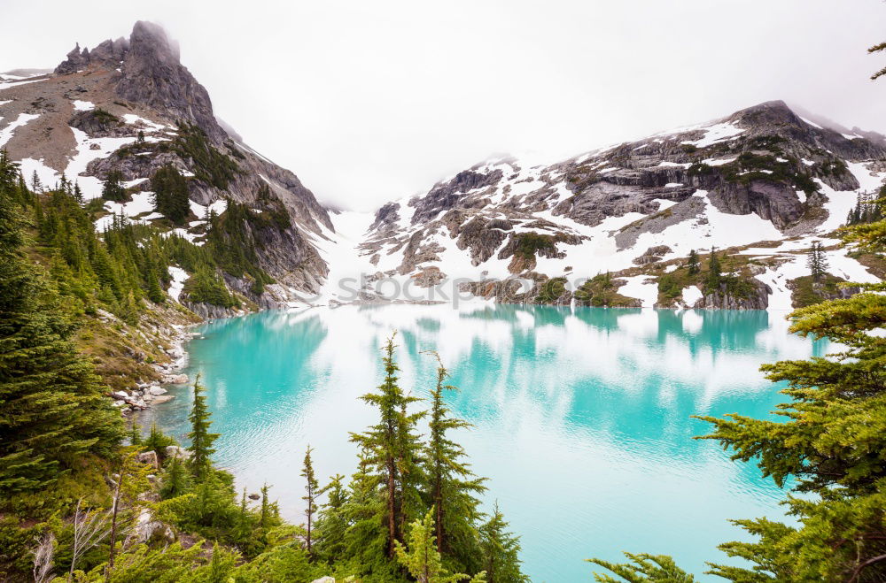 Similar – Image, Stock Photo Lake Swan Environment