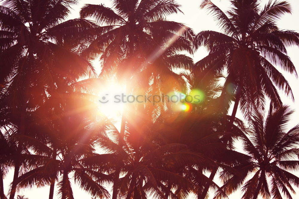 Similar – Image, Stock Photo Palm in neon retro colours