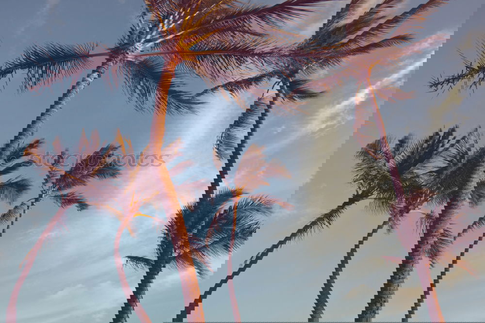 Similar – Image, Stock Photo New Eco Palm tree Clouds