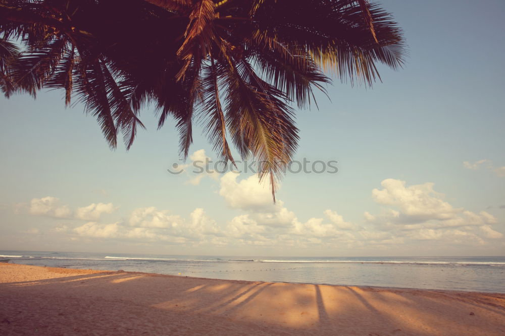 Similar – Image, Stock Photo palm beach Palm tree Beach