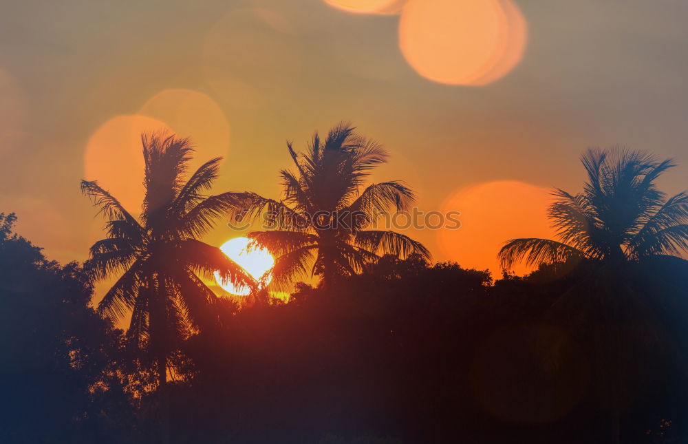 Similar – palm tree in the evening sun