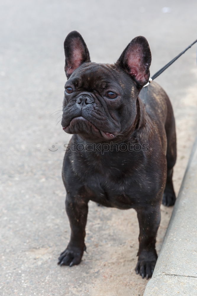 Similar – French Bulldog puppy Portrait