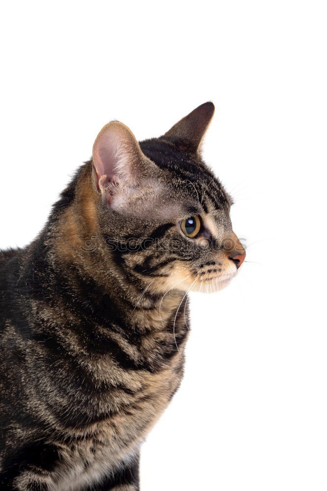 Similar – Cat with serious face sitting on a table. In front of her lies an apple with wobbly. Involuntary vegetarian