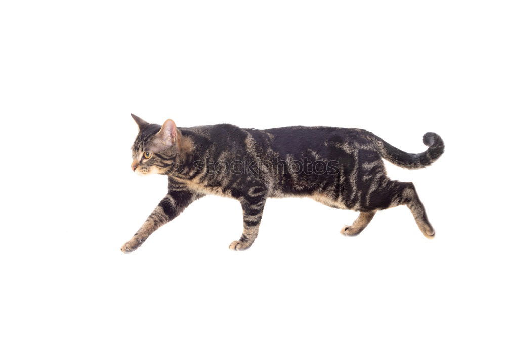 Similar – Image, Stock Photo Cat from above Black Gray