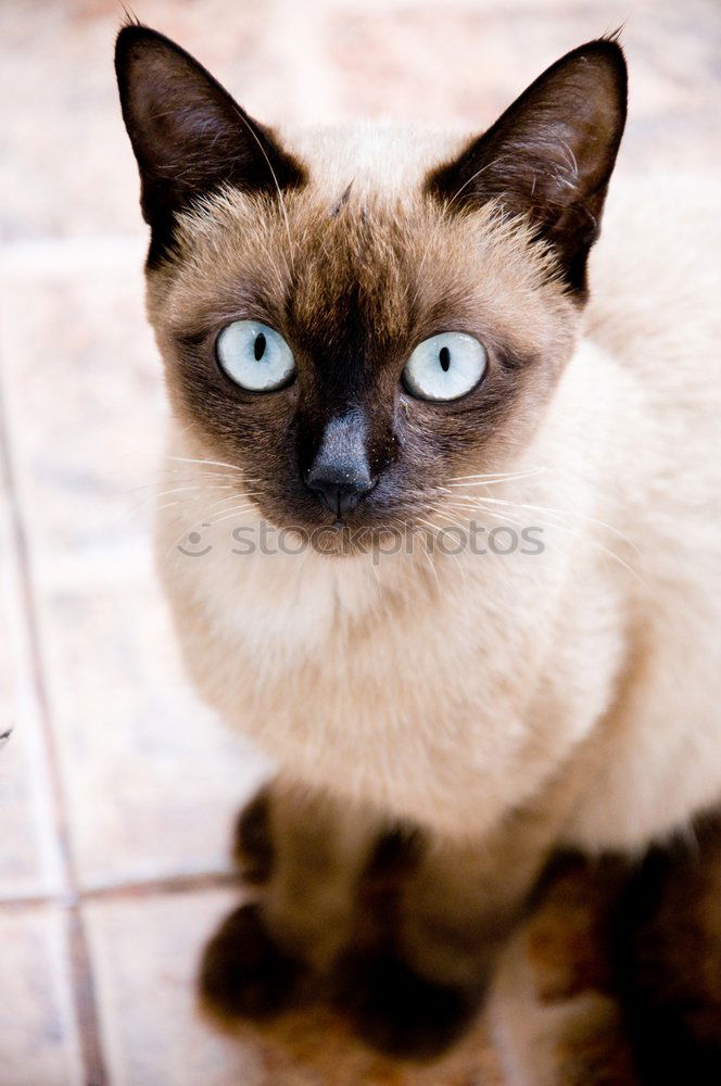 Similar – cat Cat Animal Siamese cat