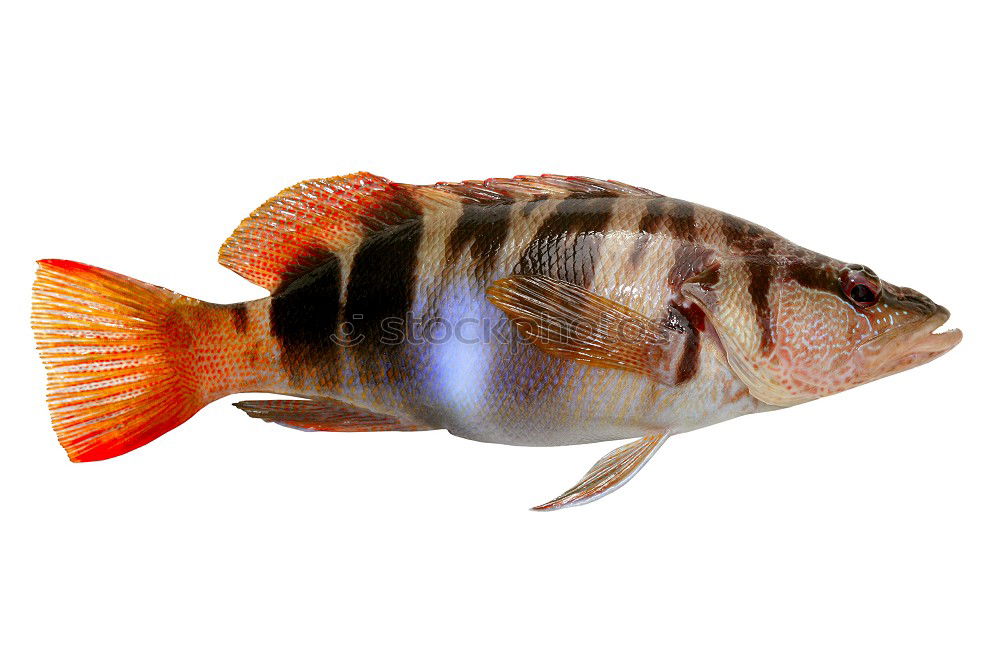 Image, Stock Photo Redfish in a wooden bed