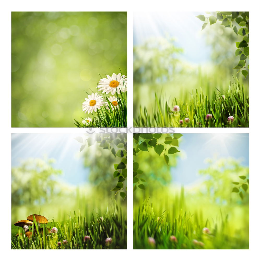 Similar – Beautiful garden with flowers and green leaves