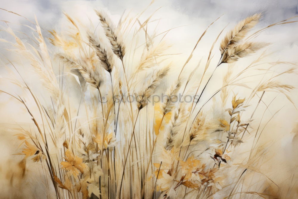 Similar – Cornfield 5 Landscape