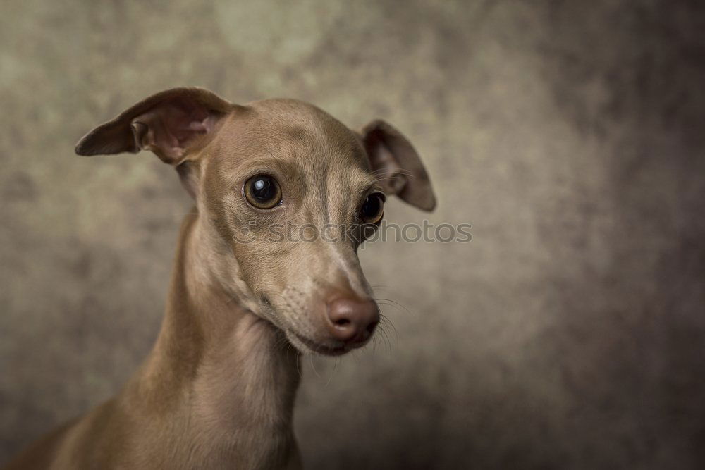 Similar – Image, Stock Photo Hello there! Animal Pet