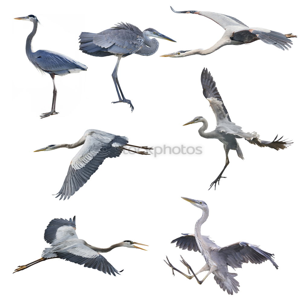 Similar – Image, Stock Photo Flying geese birds. Ink black and white drawing