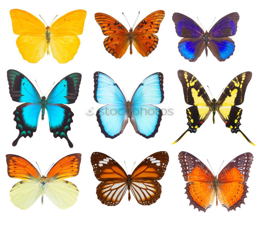 Similar – Image, Stock Photo Butterfly Group of animals