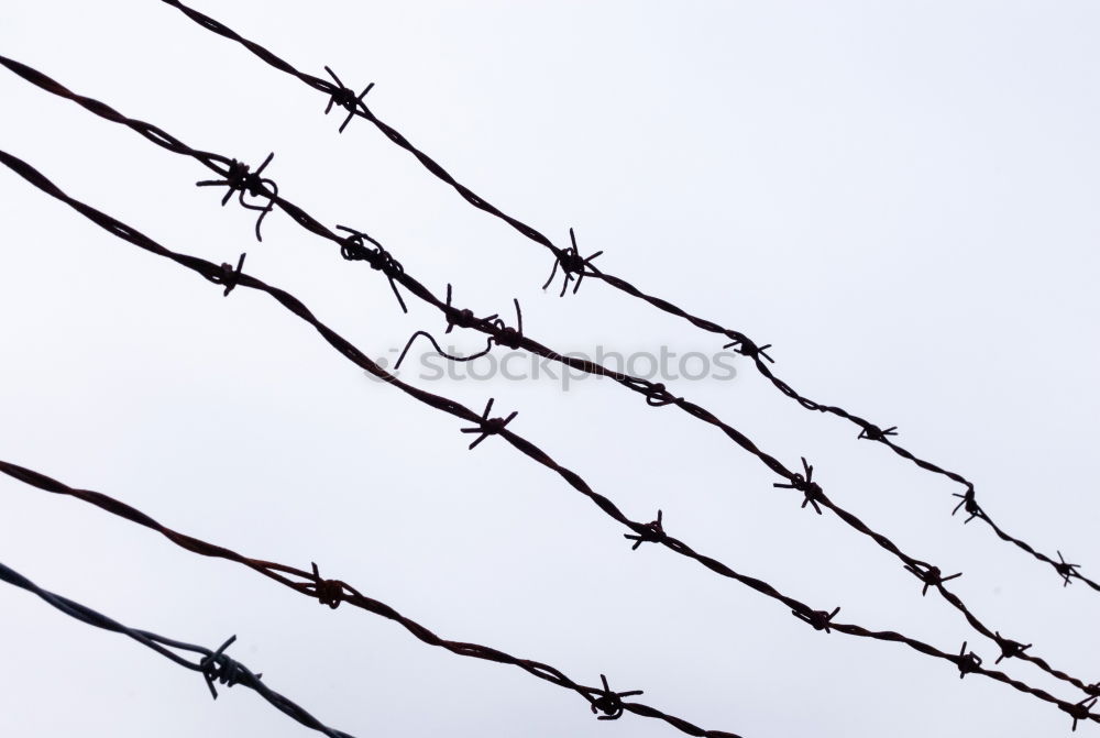 Similar – Image, Stock Photo captive Barbed wire Fence