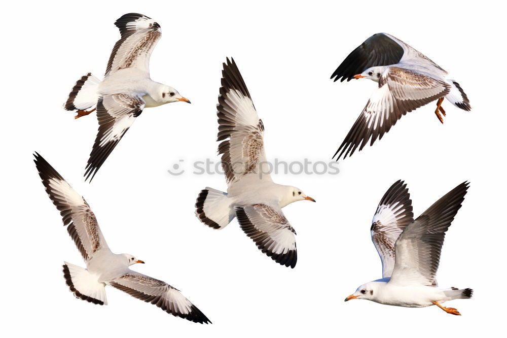 Similar – Image, Stock Photo Flying geese birds. Ink black and white drawing