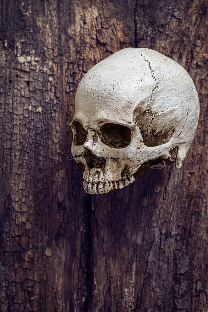 Similar – Image, Stock Photo Wild animal skull over an old window