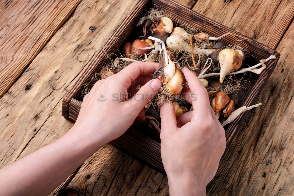 Similar – Image, Stock Photo jeschnibbelte mushrooms III