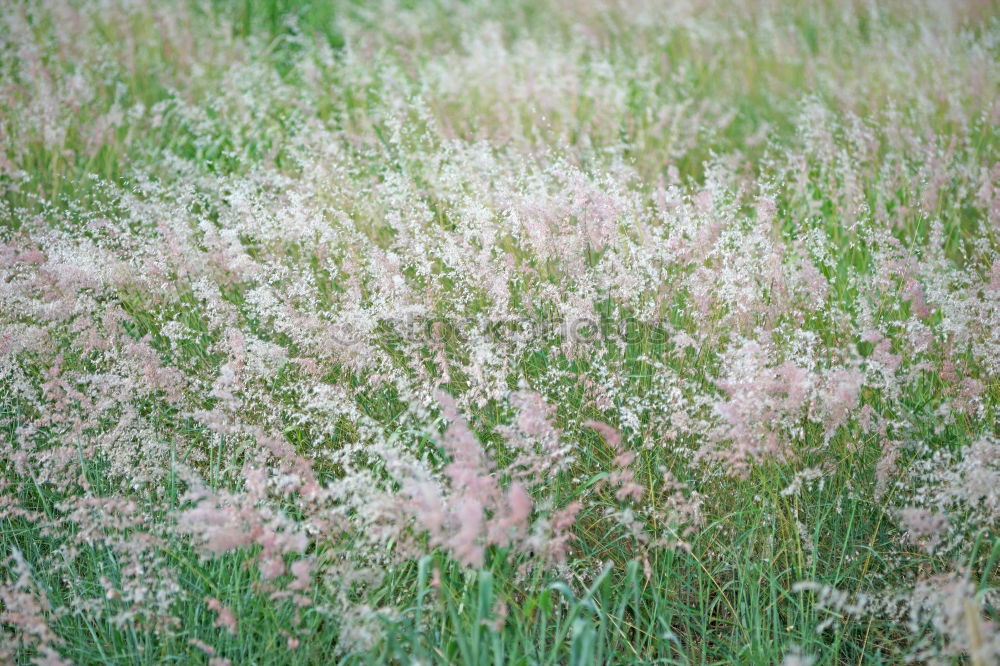 Similar – [600] Natural colours of the heather in Scotland