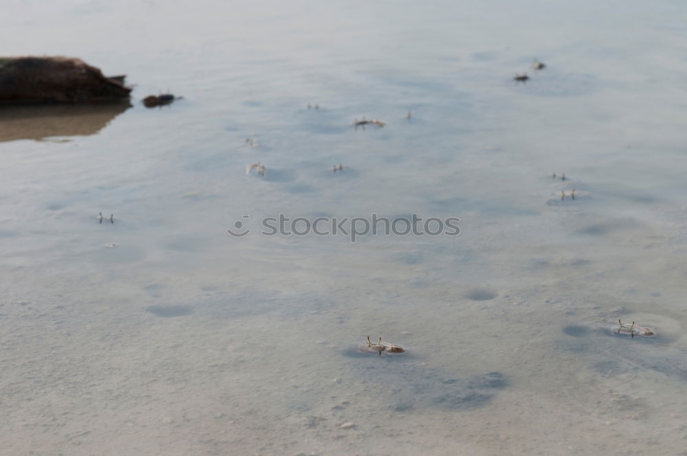 Similar – Image, Stock Photo deep sleep Winter Ice