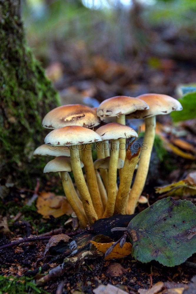 Similar – mushroom group Forest