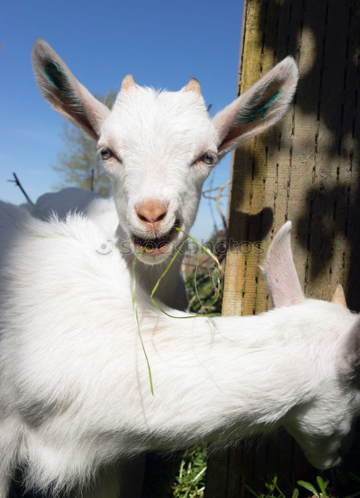 Similar – Image, Stock Photo floppy ears Animal