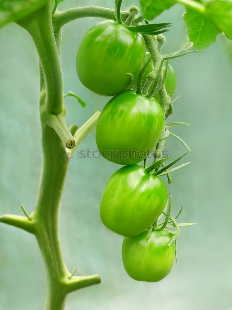 wax tomato Food Vegetable